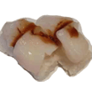 Hotategai Nigiri